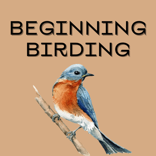 Beginning Birding