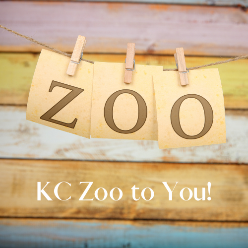 KC Zoo to You!
